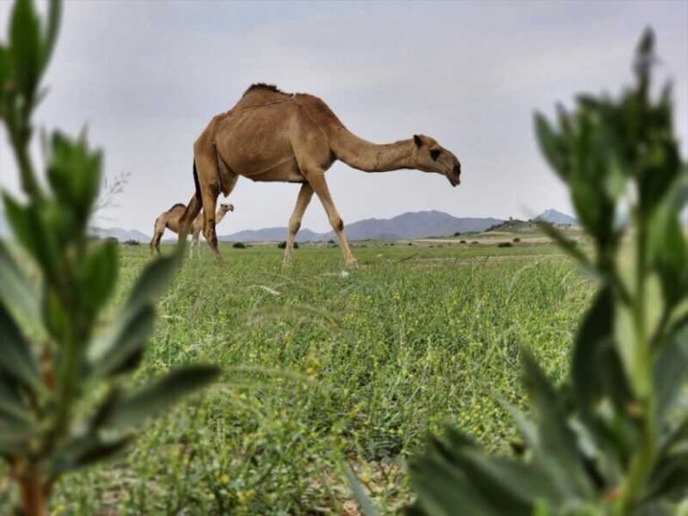 Zelenilo prekriva planine oko Mekke u Saudijskoj Arabiji