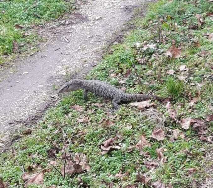 Snimljen gigantski gmizavac: Službe pozivaju na oprez