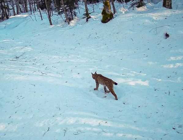 Prošetao po snijegu: Pogledajte koja je životnja uslikana