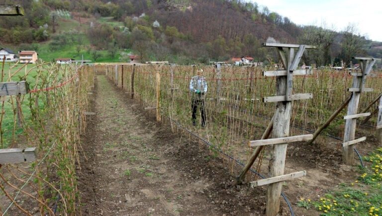 Problemi za proizvođače jagodastog voća: Malinari zbog niske otkupne cijene primorani zatvoriti plantaže