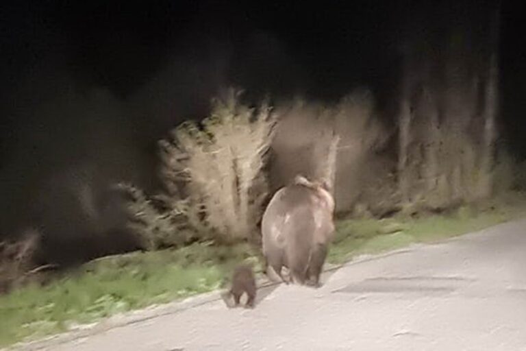 Medvjedica s mečetom fotografisana na putu u BiH