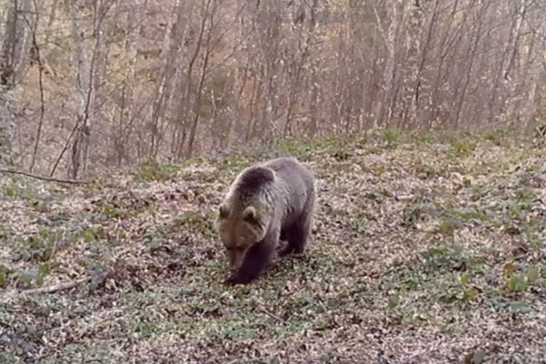 Mrki medvjed se probudio iz zimskog sna (VIDEO)