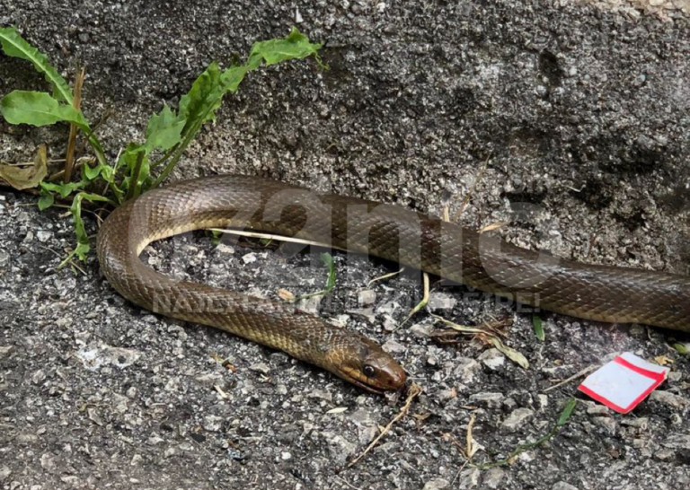 Najezda zmija u Zenici, ugrožena djeca, mještani strahuju: Pet smo ih ubili za dva dana, potrebna hitna reakcija! (FOTO)