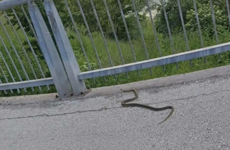 Velika zmija viđena na mostu u Zenici