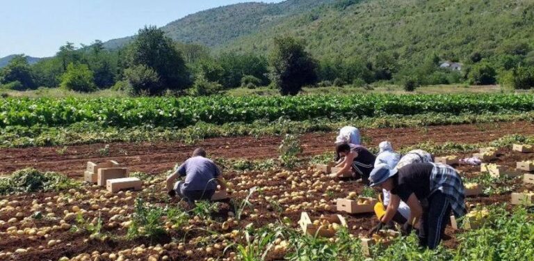 Nedostaje radnika na poljima krumpira: Dnevnice idu do 150 KM