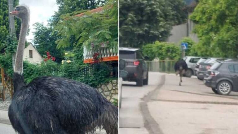 Noj koji je prošetao ulicama Gračanice doživio šok, morali ga uspavati