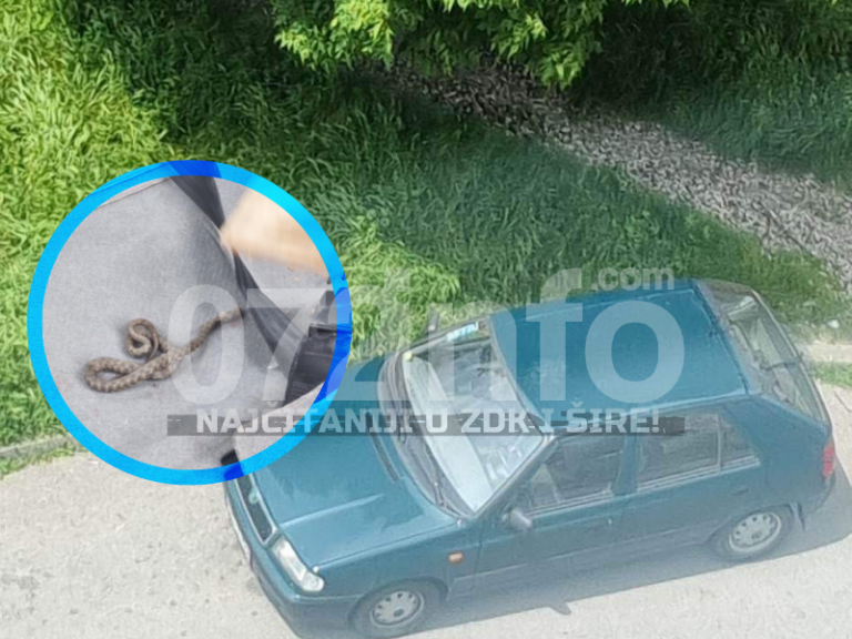 ŠOK U BLATUŠI: Zeničanki u automobil ušla zmija, otišla ispod sjedišta, izbjegnuta tragedija (FOTO)