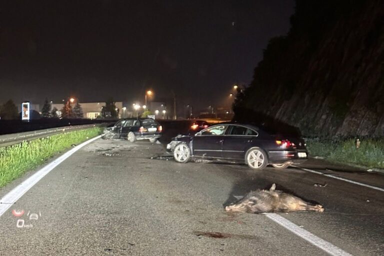 Divlje svinje izazvale dvije nezgode na autoputu, jedna osoba povrijeđena