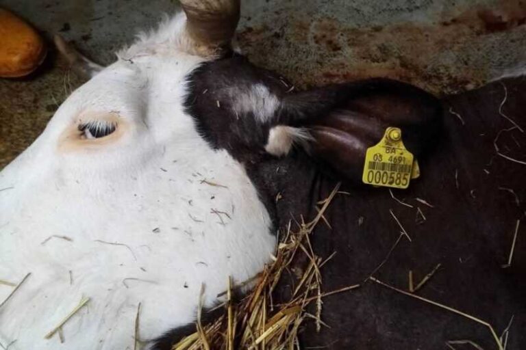 Struja ubila sedam krava u BiH, telad bez kapi mlijeka