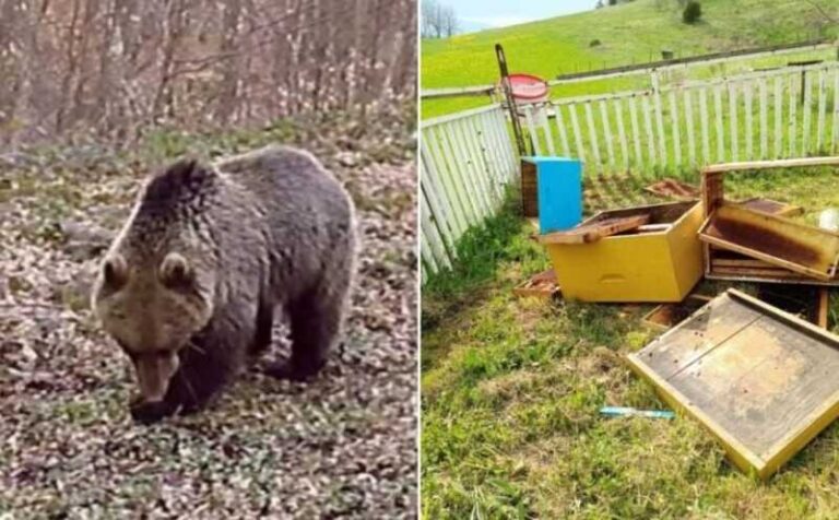 Medvjedima su na meti košnice, ne ljudi