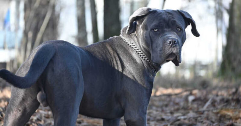 UŽAS U BIH: Cane Corso napao maloljetnu osobu, vlasnik psa uhapšen