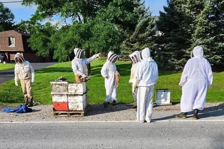 S kamiona pale košnice u kojim je bilo pet miliona pčela