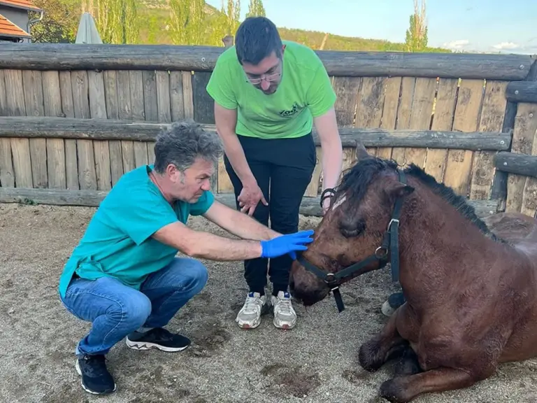 Pretukao kobilu, pa dobio tri mjeseca zatvora