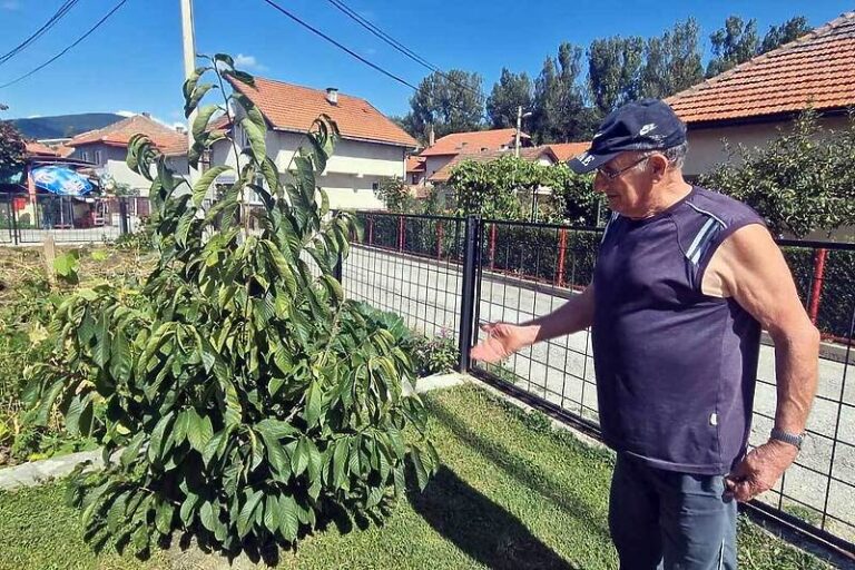 Egzotični raj u Kaknju: U Dževadovom nevjerovatnom vrtu uspijeva indijanska banana i lubenice