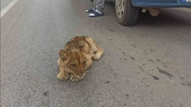 Uginula lavica Kiki: Prije 15 dana pronađena na cesti u Srbiji