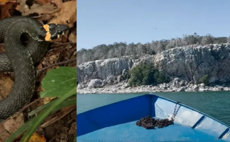 Bh. putopisac posjetio najveće ostrvo zmija u Europi: Da li ste čuli za Golem grad?