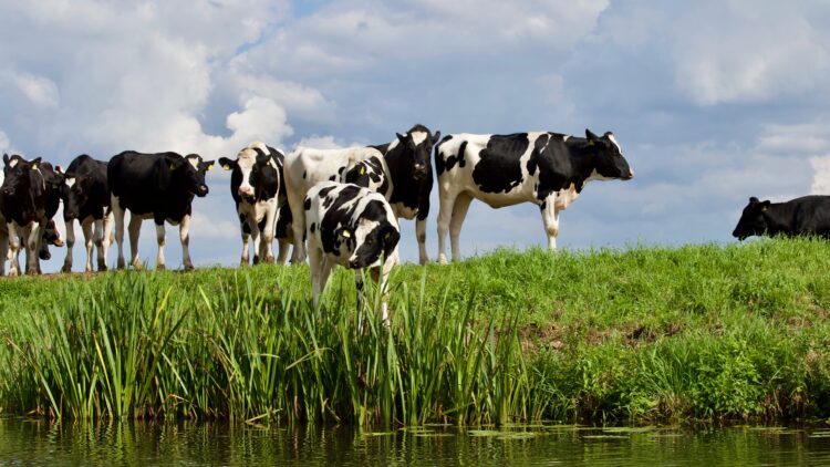 Lijek protiv stresa – druženje sa kravama