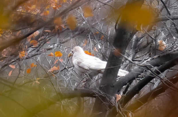 Iznimno rijetka vrste ptice snimljena u BiH, albino gavrana ima samo nekoliko u svijetu