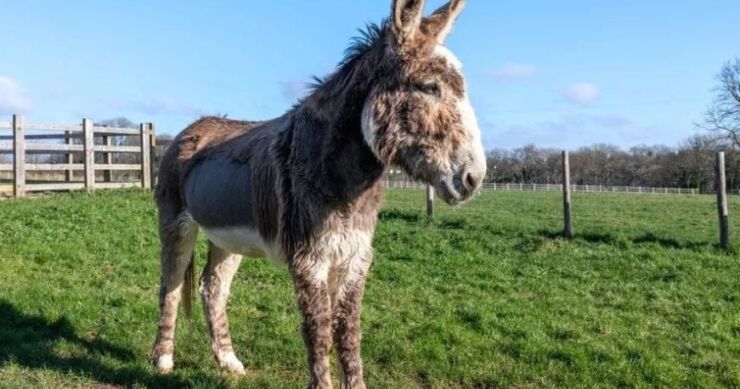 Veterinari spasili život bolesnom magarcu tako što su mu dali 24 litra kole