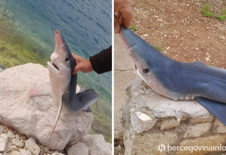 U Neumu ulovljen morski pas Modrulj, jedan od najopasnijih na svijetu i najopasniji u Jadranu