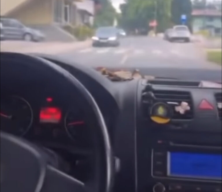 SLUČAJ U VISOKOM | Majka učila dijete da upravlja automobilom: Vintaj, vintaj, to rodi majka sebi (VIDEO)