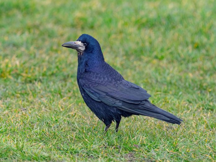 Stručnjaci objašnjavaju šta raditi ako vas napadne vrana?
