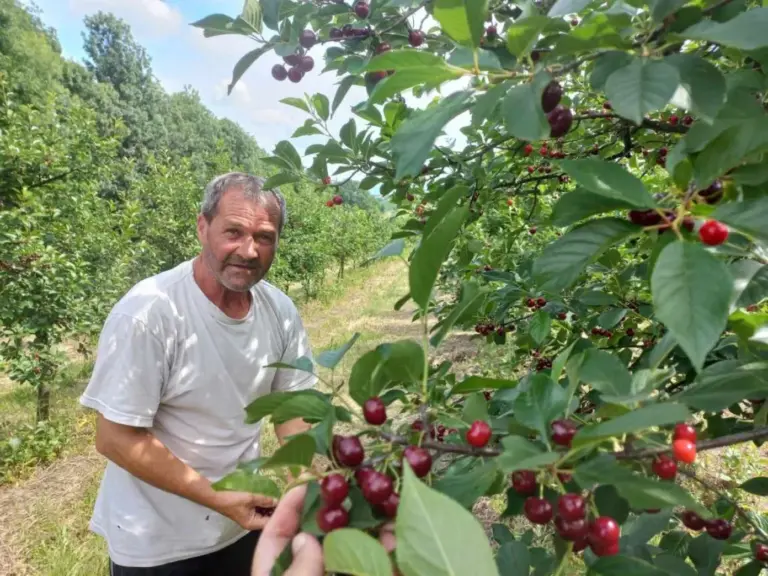 Ima posla ko hoće da radi: Enes godišnje proda po šest tona višnje