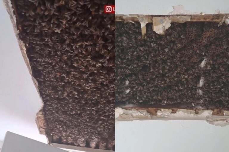 U plafonu našli 180.000 pčela