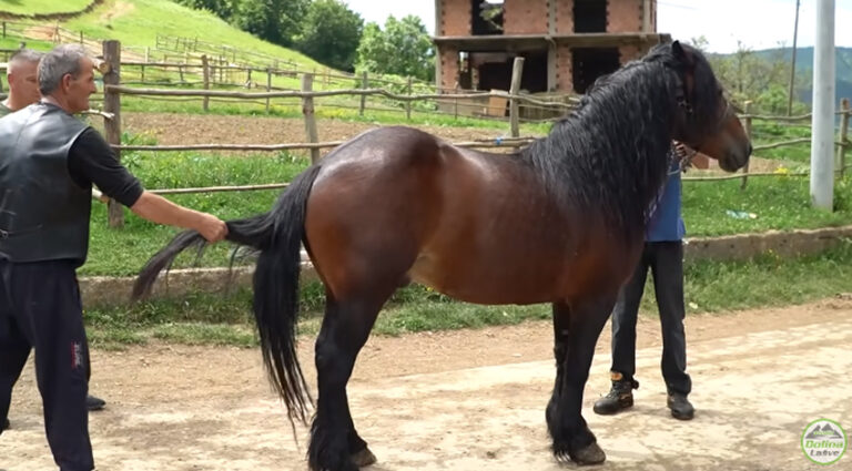 Kako je Fadil postao najveći trgovac konja u Bosni i Hercegovini (VIDEO)