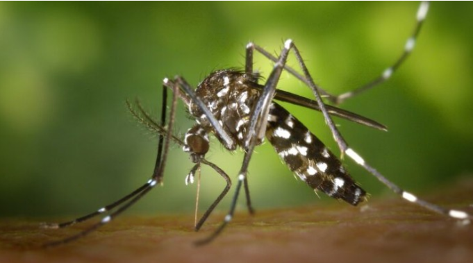 Tigrasti komarci koji prenose denga groznicu prisutni i u BiH: “U ovom području ih najviše ima”