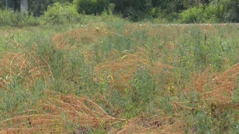 Temperature uzimaju danak: Kako će ih preživjeti najveća žitnica Bosne i Hercegovine?