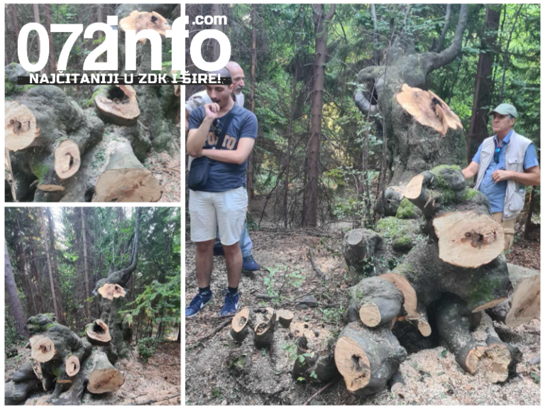 Hoće li čuvari prirode zaštititi najfotografisanije drvo Babinskog sliva ili ostati nijemi?