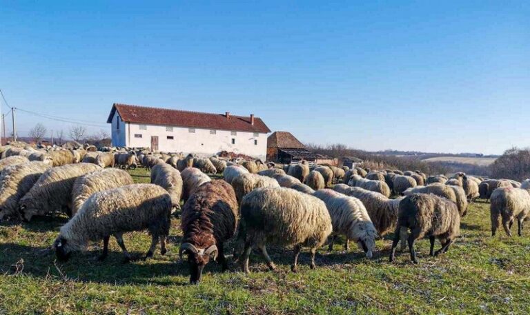 Cijene mesa u BiH rastu dok stočni fond opada: Uvoz sve veći, domaća proizvodnja u krizi