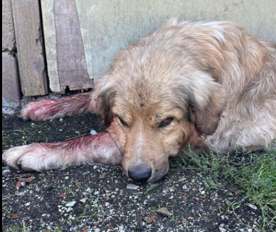 Prijatelji životinja iznijeli detalje brutalnog ubistva psa u Lukavici. Osumnjičeni i lica poput njega predstavljaju opasnost i za ljude