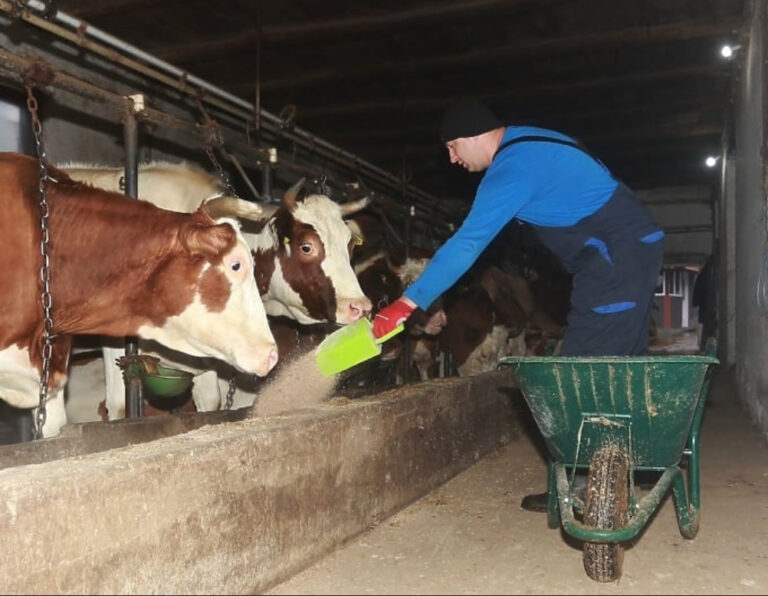 Bh. farmeri strahuju od pojave kancerogenog aflatoksina u mlijeku