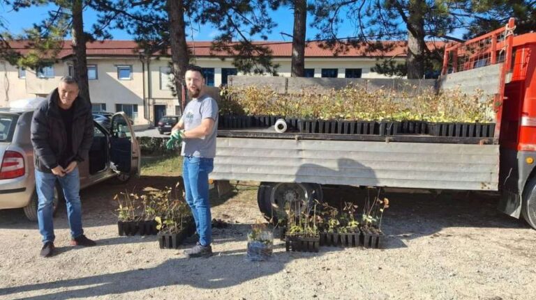 PRIMJER | Livnjacima podijeljeno hiljadu sadnica hrasta lužnjaka