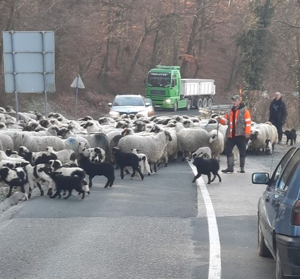 I OVO JE BIH: Stado ovaca blokiralo cestu, vozači nestrpljivo trubili