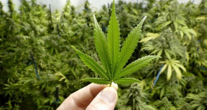 Hoće li biti usvojena odluka o legalizaciji kanabisa u medicinske svrhe