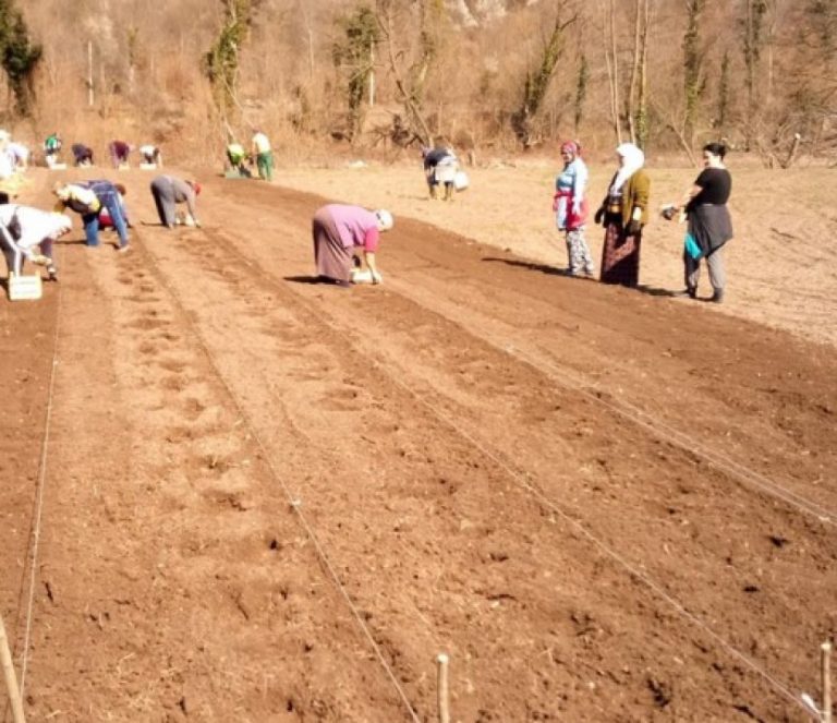 Ugostitelj promijenio zanimanje: Dunume zemljišta zasijao krompirom, grahom, kukuruzom