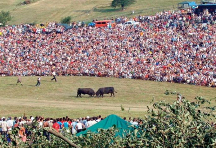 Gljiva: Njemačka je otkazala Oktoberfest, mi još razmišljamo šta ćemo sa Čevljanskom koridom