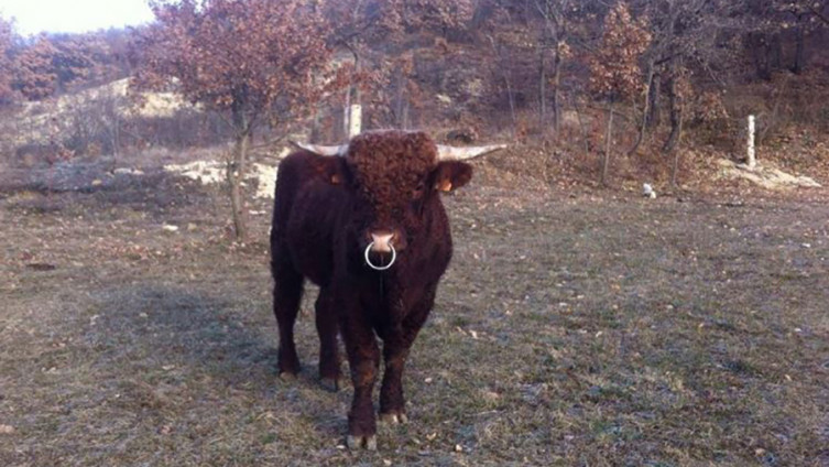 Amerikanac u BiH živi američki san: Na planini Kamešnici osnovao farmu goveda