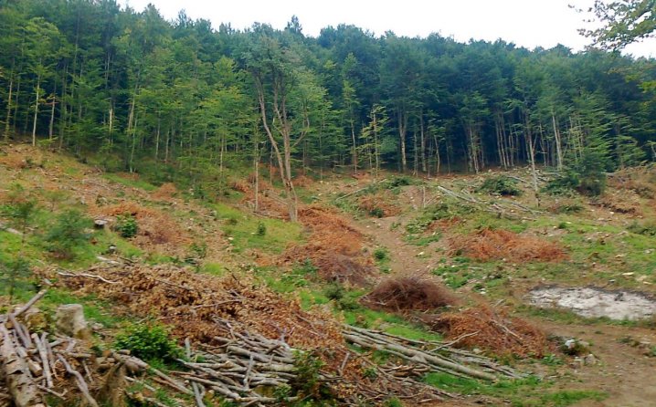 U FBiH smanjenje proizvodnje i prodaje šumskih sortimenata