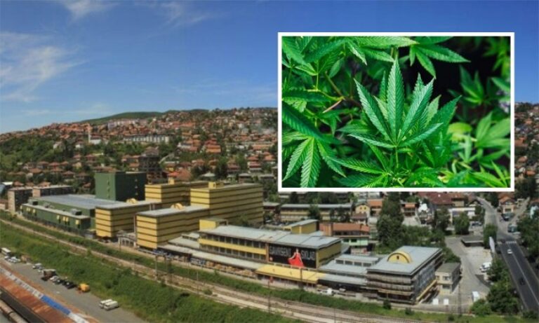 Fabrika duhana Sarajevo se priprema za razvoj i plasman proizvoda od industrijske konoplje