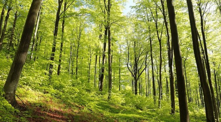 Šume omogućavaju dobro poniranje padavina i sprečavaju nastajanje bujica i klizišta (VIDEO)