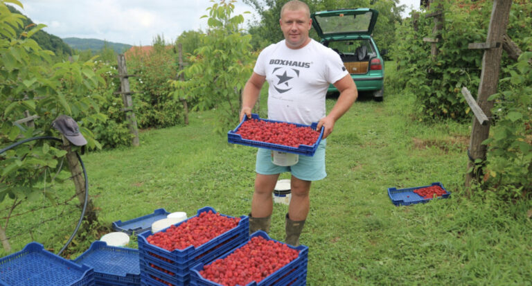 Berba malina u BiH: Otkupna cijena dobra