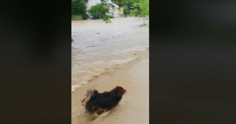 Nesvakidašnje snimke iz Gradačca: Bujice vode nose sve pred sobom (VIDEO)