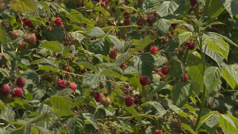 Berba maline pri kraju, otkupna cijena se još ne zna