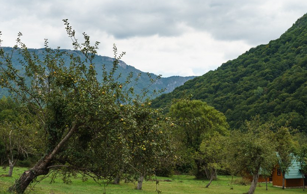 Voćari očekuju ogromne štete zbog niskih temperatura: Imat ćemo visoke cijene i loš kvalitet