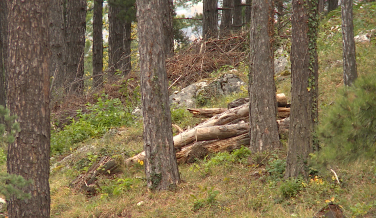 Rast cijena i nestašica drva za ogrjev u BiH