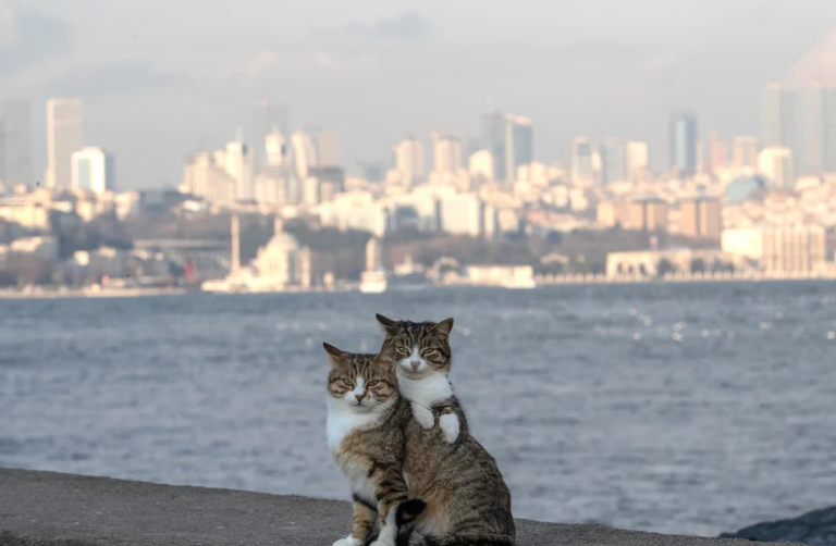 Istanbul želi aplikacijom locirati sve mačke i pse koji lutaju gradskim ulicama